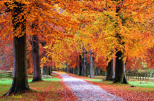 flocons d'automne