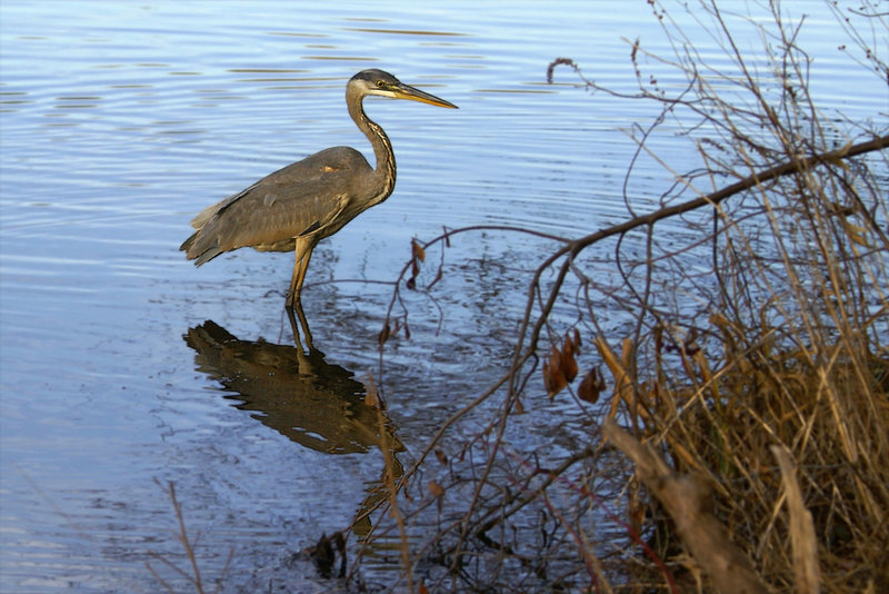 Great Blue Heron-2