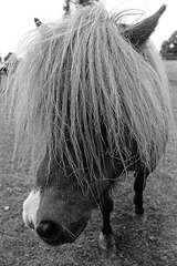 Lamer Pony (1)
