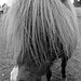 Lamer Pony (1)