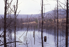 Swamp in Richmond, Massachusetts VI
