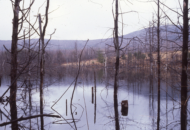 Swamp in Richmond, Massachusetts VI