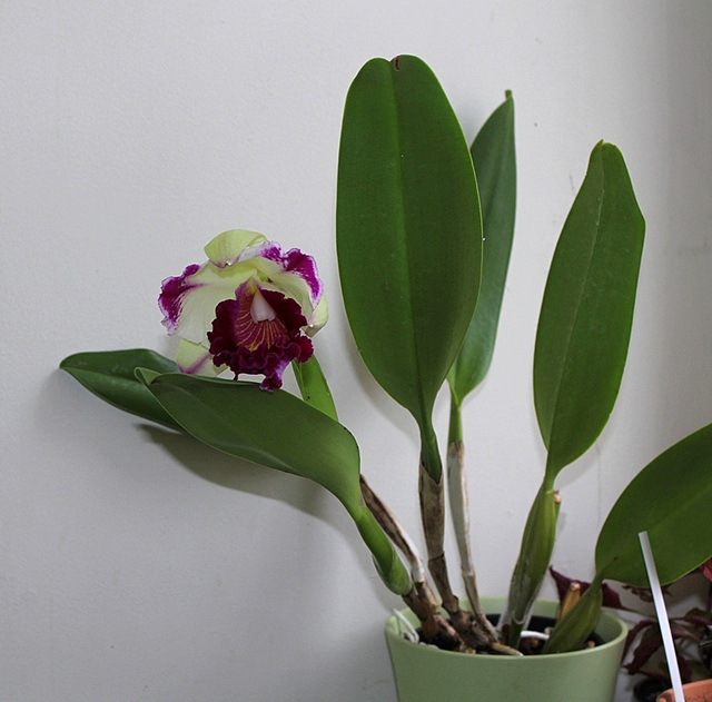 BrassoLaelioCattleya 'Kuwale gem' UF NR 1 (3)