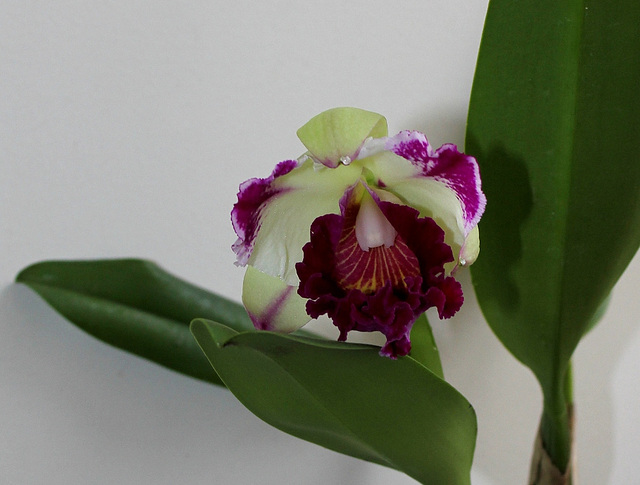 BrassoLaelioCattleya 'Kuwale gem' UF NR 1 (2)