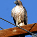 Red-Tailed Hawk