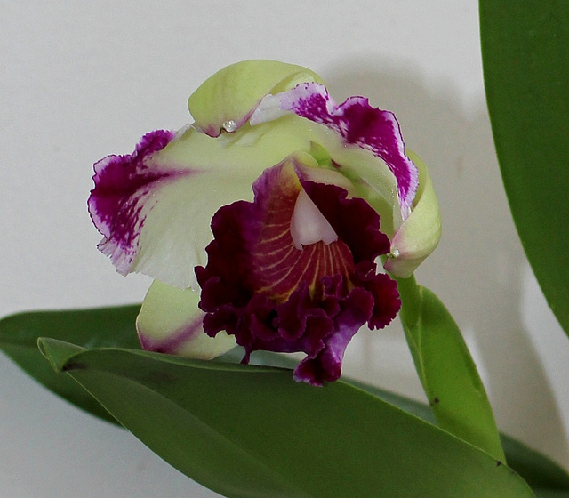 BrassoLaelioCattleya 'Kuwale gem' UF NR 1 (4)