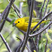 Yellow Flycatc ... uh ... Warbler