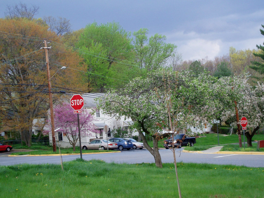 cherry blossoms 001