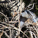 Mountain Bluebird