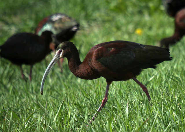 White-Faced Ibis