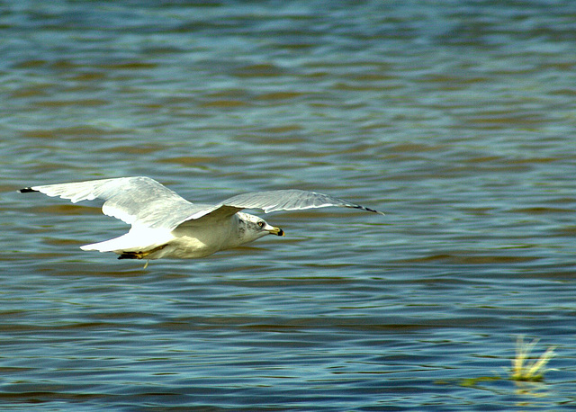 Ring-Billed Gull