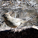 Canyon Towhee