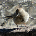 Canyon Towhee