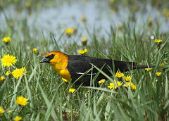 Yellow-Headed Blackbird