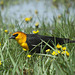 Yellow-Headed Blackbird