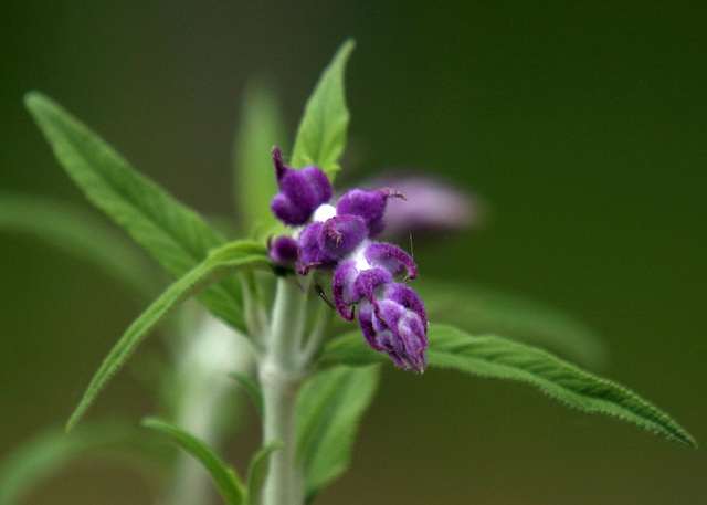 California Flower