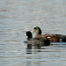 American Coot & American Wigeon