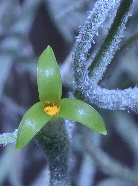 Tillandsia usneoide DSC 0019