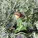 fleißiger Olivenpflücker