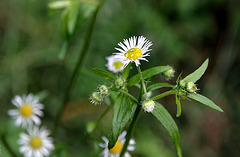 Blümchen am Wegesrand