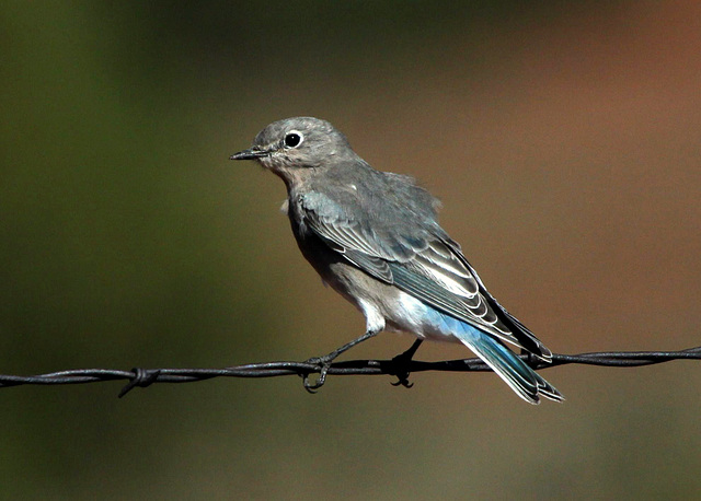 Mountain Bluebird