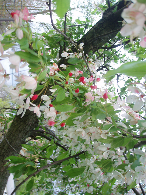 cherry blossoms 006