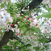 cherry blossoms 006