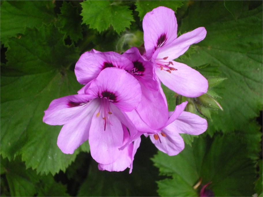 Bellas flores lilas
