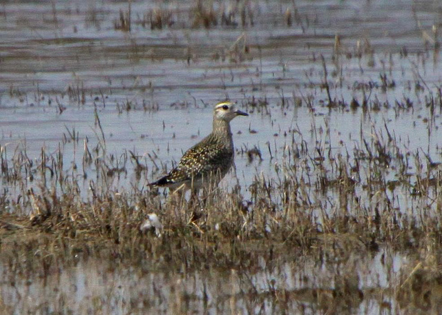 American Golden-Plover