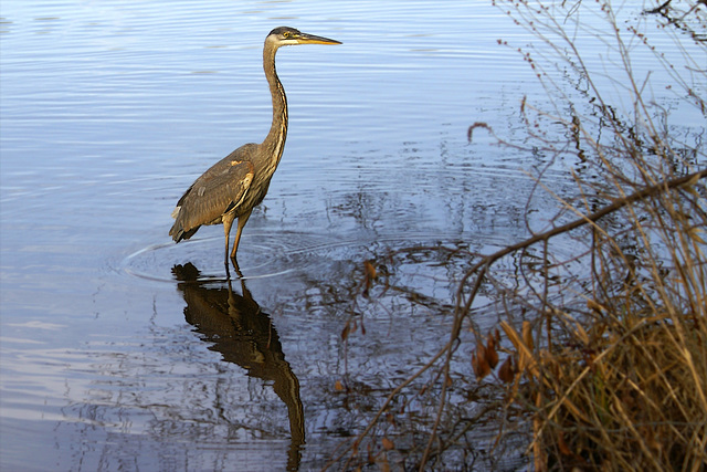 Great Blue Heron-1