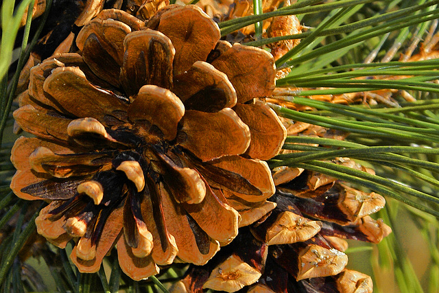 Pine Cones