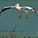 Parc des oiseaux...