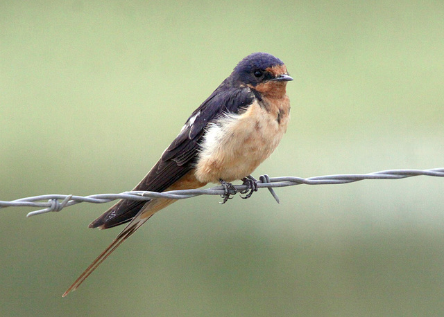 Barn Swallow (Hirundo rustica)