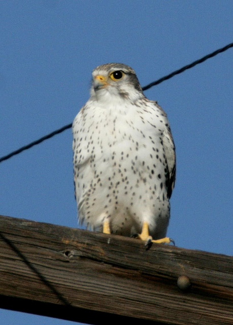 Prairie Falcon