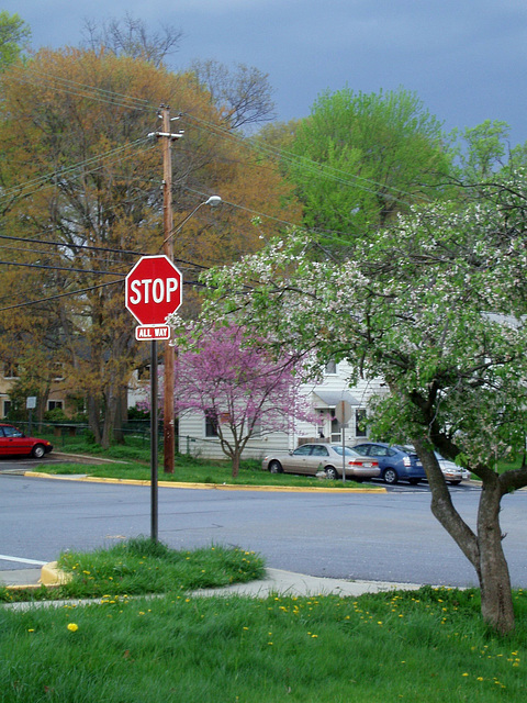 cherry blossoms 002