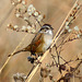 Swamp Sparrow