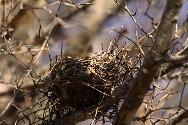 Bird's Nest