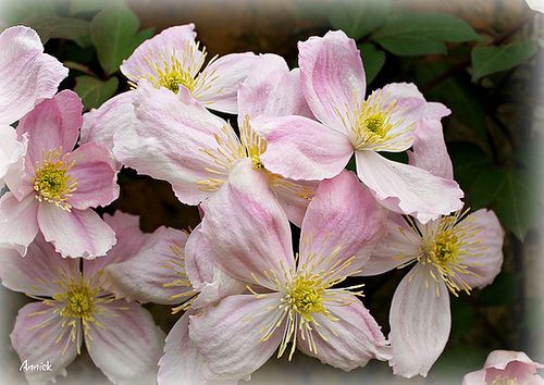 clématites