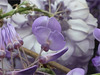Flor celeste de la pluma