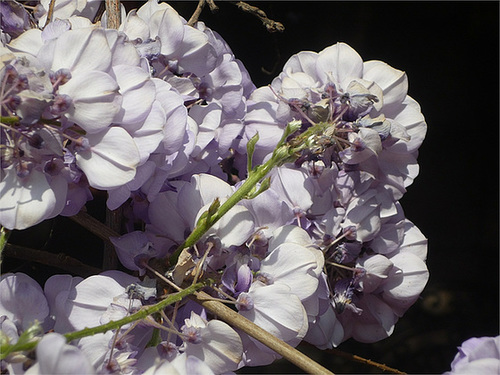 Racimos de flores de la pluma