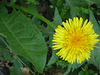 Flor amarilla