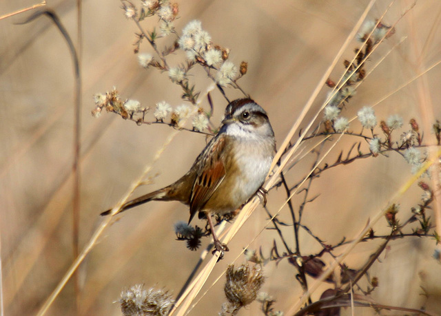 Swamp Sparrow