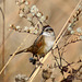 Swamp Sparrow