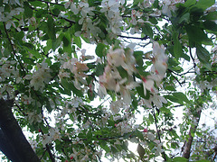 cherry blossoms 004