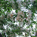 cherry blossoms 004