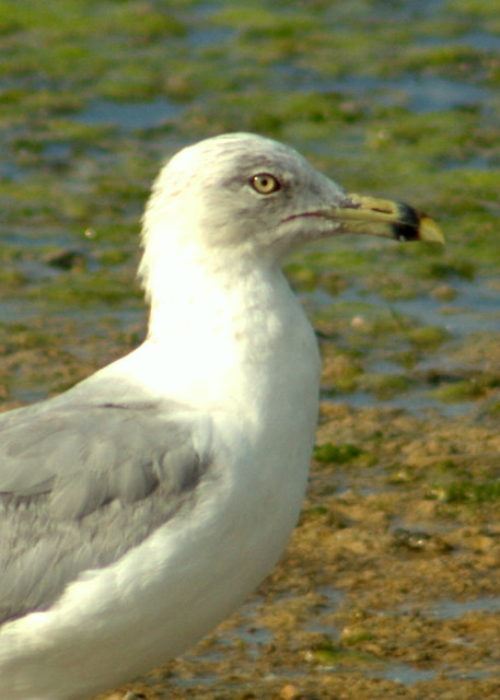 Ring-Billed Gull