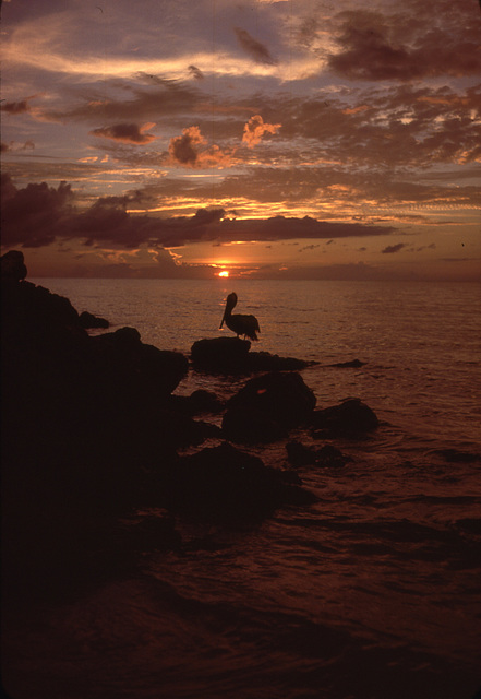 A pelican sunset on Sanibel