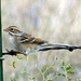 Clay-Colored Sparrow