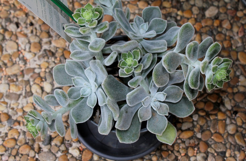 Echeveria cv 'Frosty'