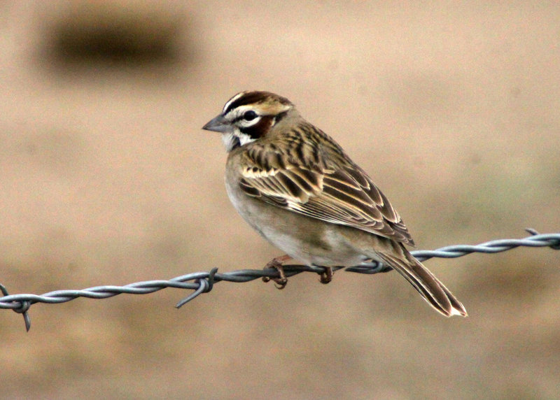 Lark Sparrow